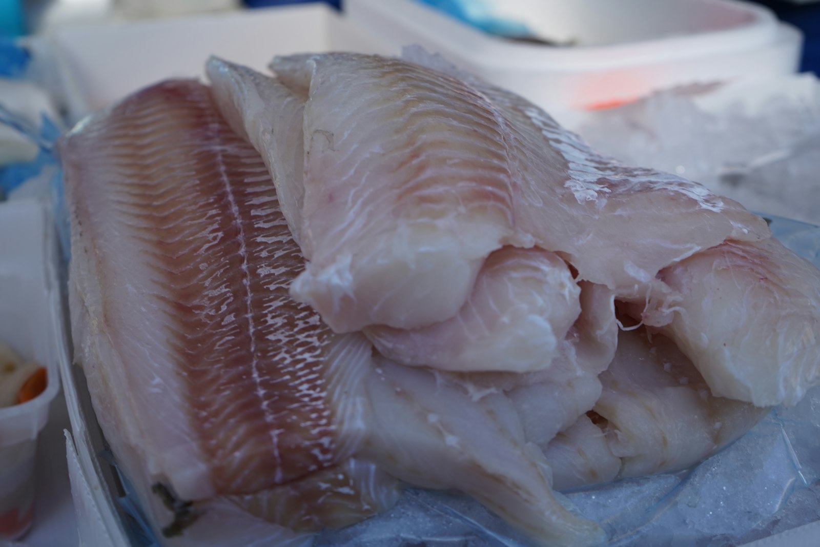 Frozen Fish Meat