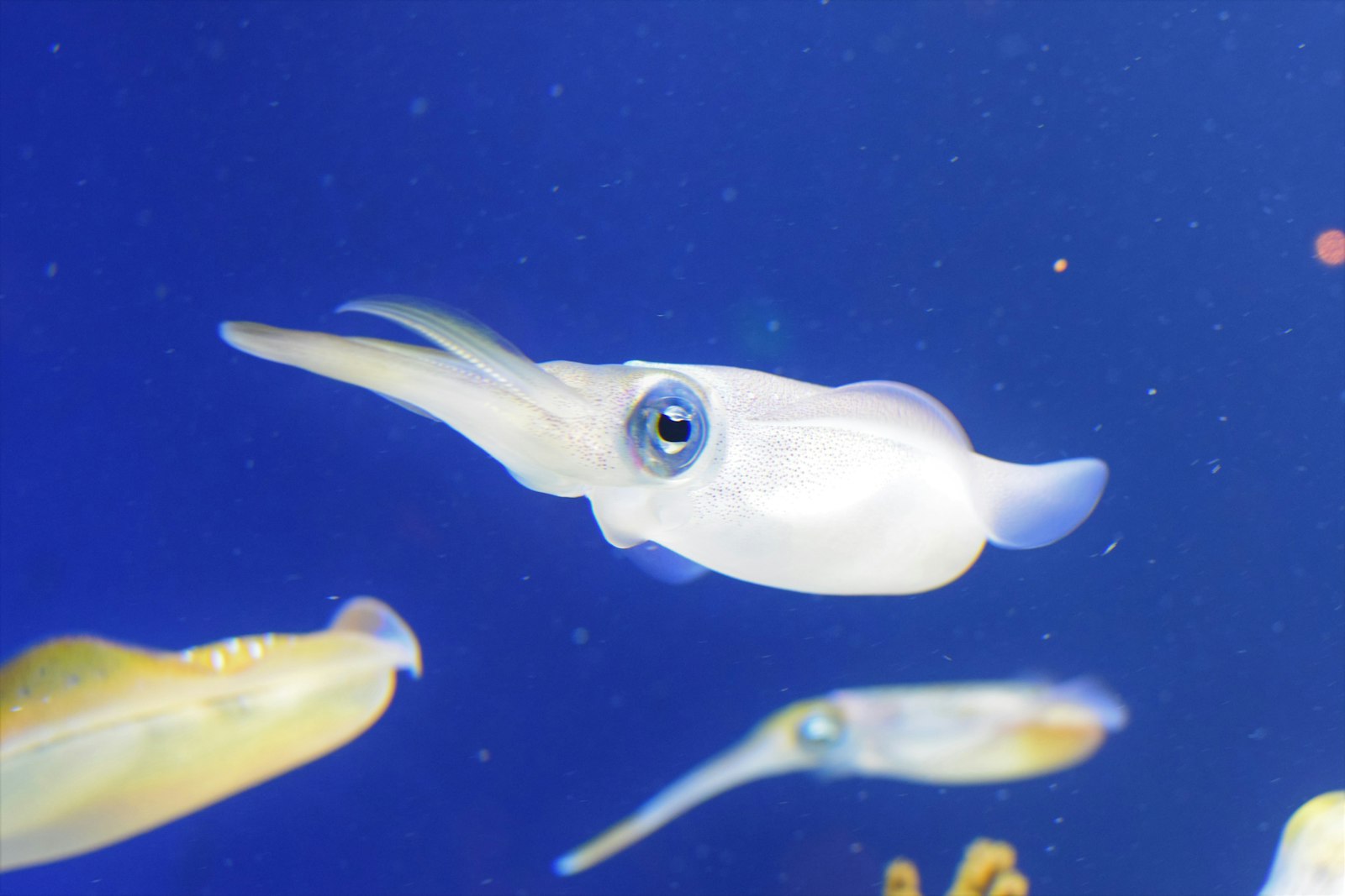 Flying Squid